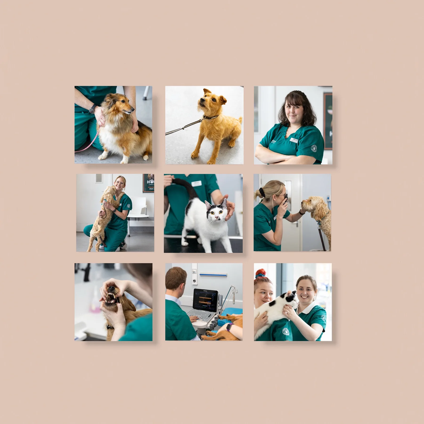 Photography grid of vets, dogs and cats at Horner Vets