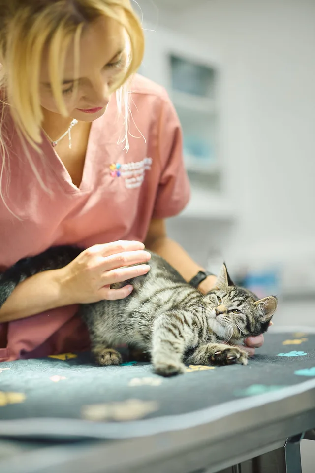 Veterinary professional with a tabby cat in a practice