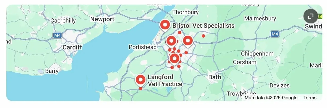 Google search query for “Bristol Vet”