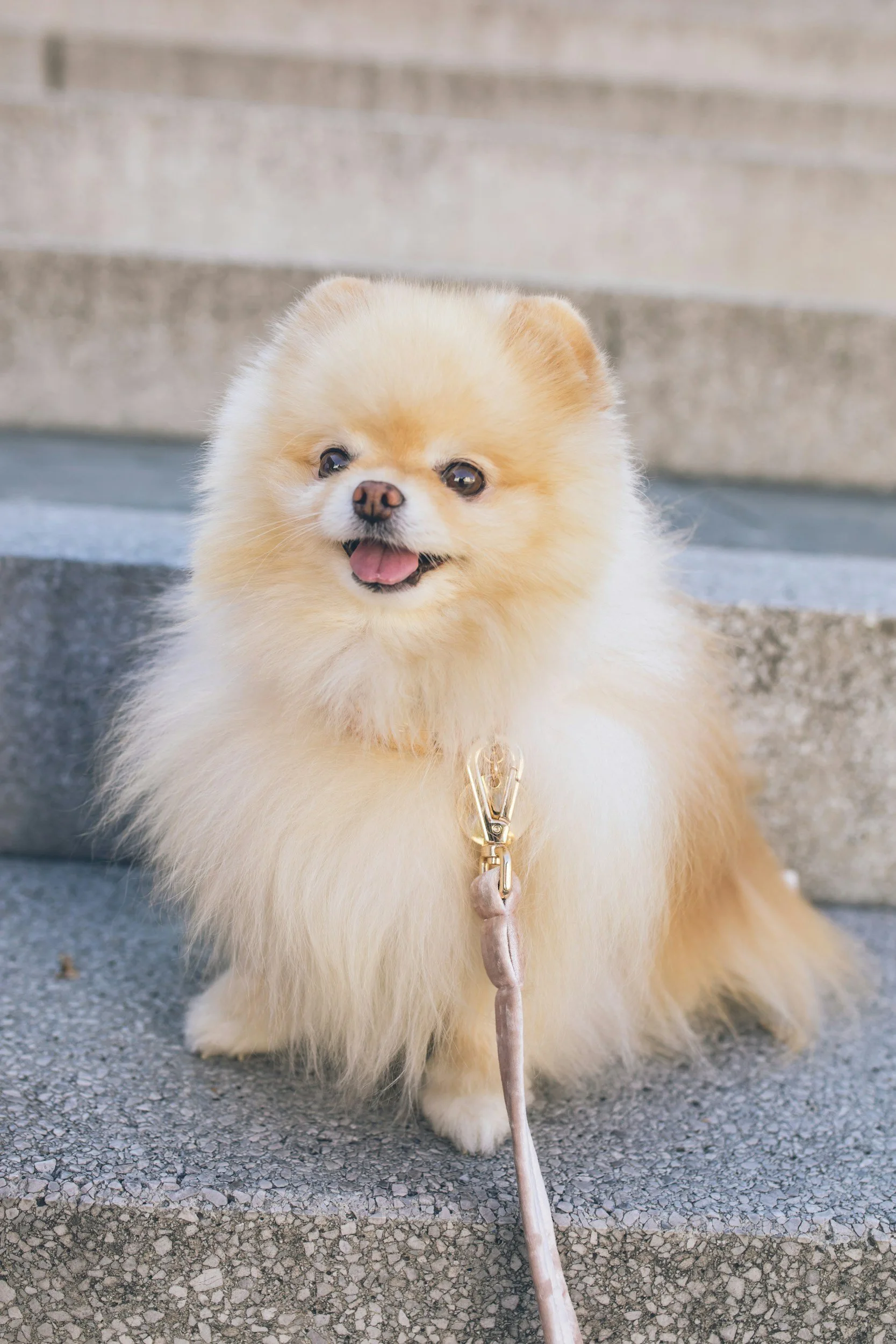 Here’s a picture of a cute dog
